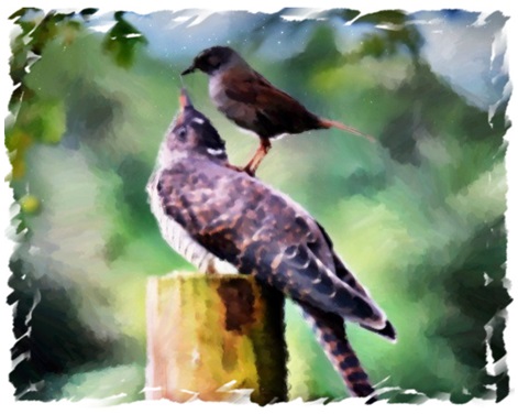 The grouse and the cuckoo